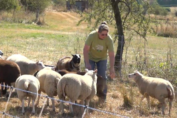 Une éleveuse de moutons à Bullange renforce la protection de son troupeau avec des chiens après une observation de loup