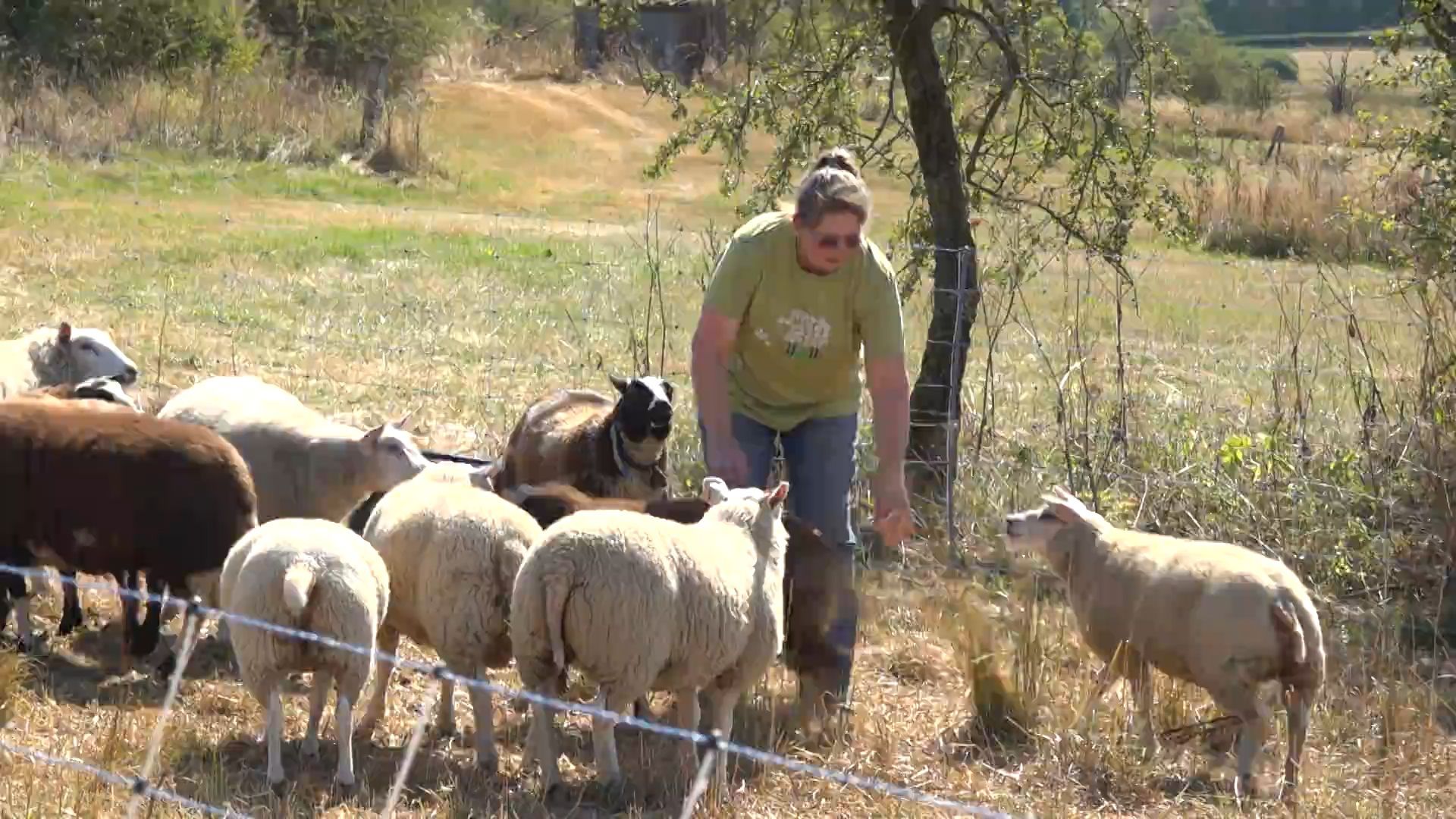 Une éleveuse de moutons à Bullange renforce la protection de son troupeau avec des chiens après une observation de loup
