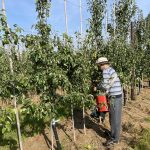 Une récolte d'abricots et de poires réduite prévue en Belgique en raison de la sécheresse et des dommages causés par la grêle