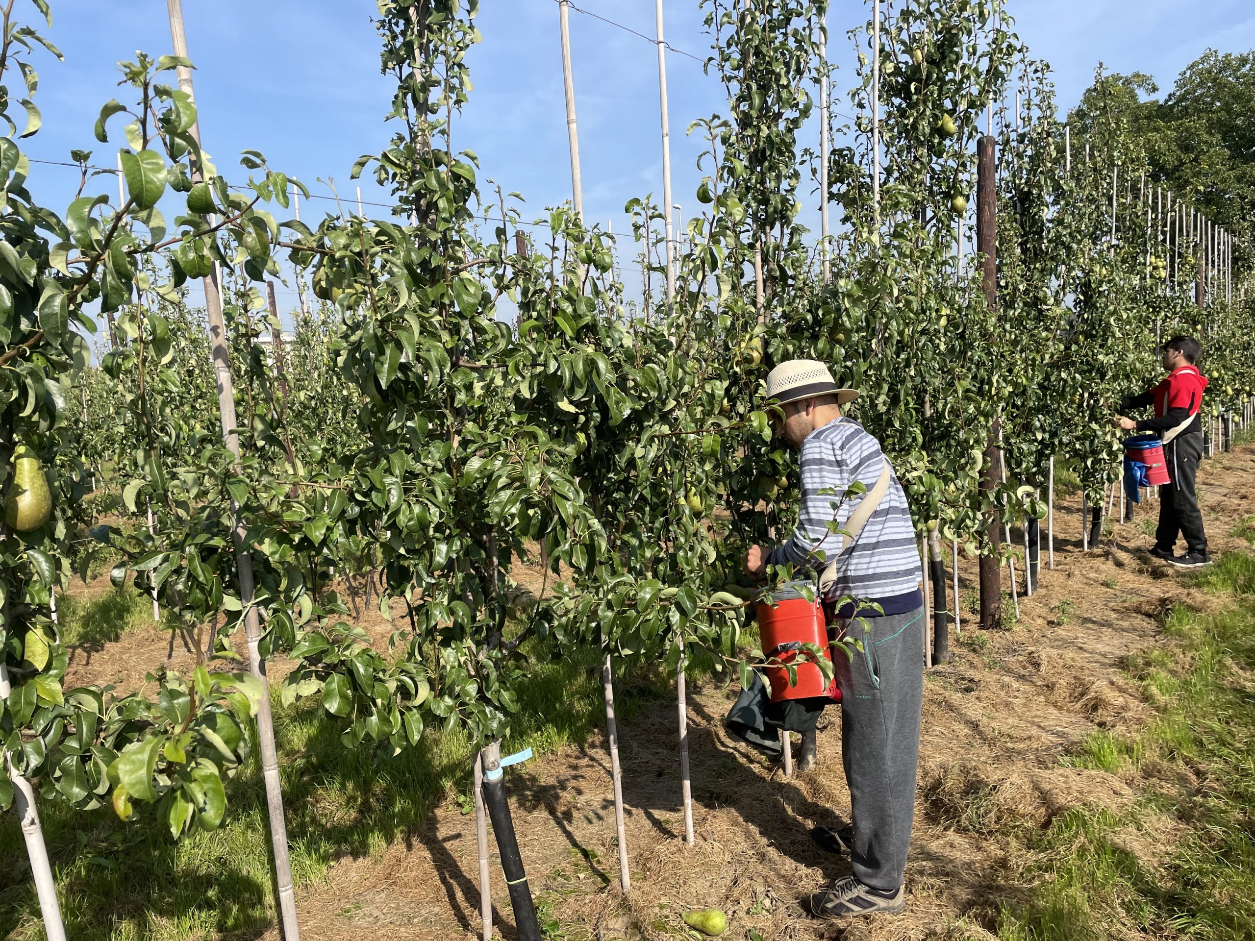 Une récolte d'abricots et de poires réduite prévue en Belgique en raison de la sécheresse et des dommages causés par la grêle