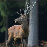 Vivez le brâme du cerf à Marche-en-Famenne ce week-end