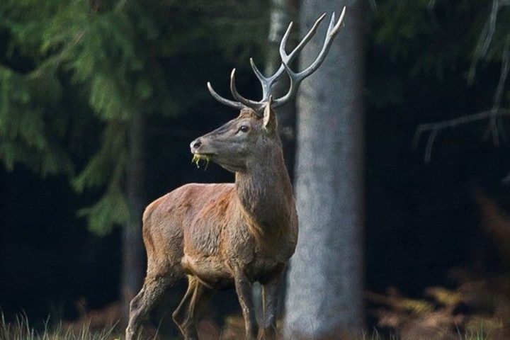 Vivez le brâme du cerf à Marche-en-Famenne ce week-end