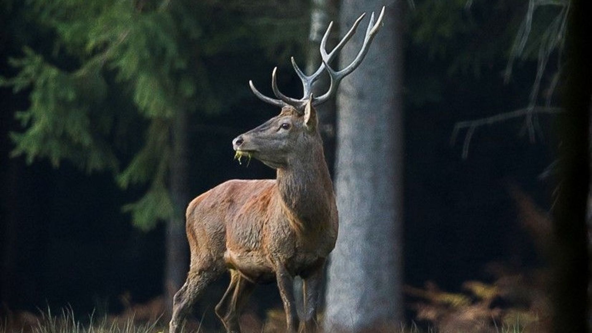 Vivez le brâme du cerf à Marche-en-Famenne ce week-end