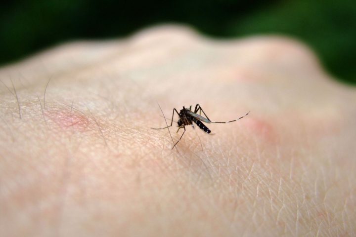 Cinq cas humains suspects du virus du Nil occidental signalés en Flandre