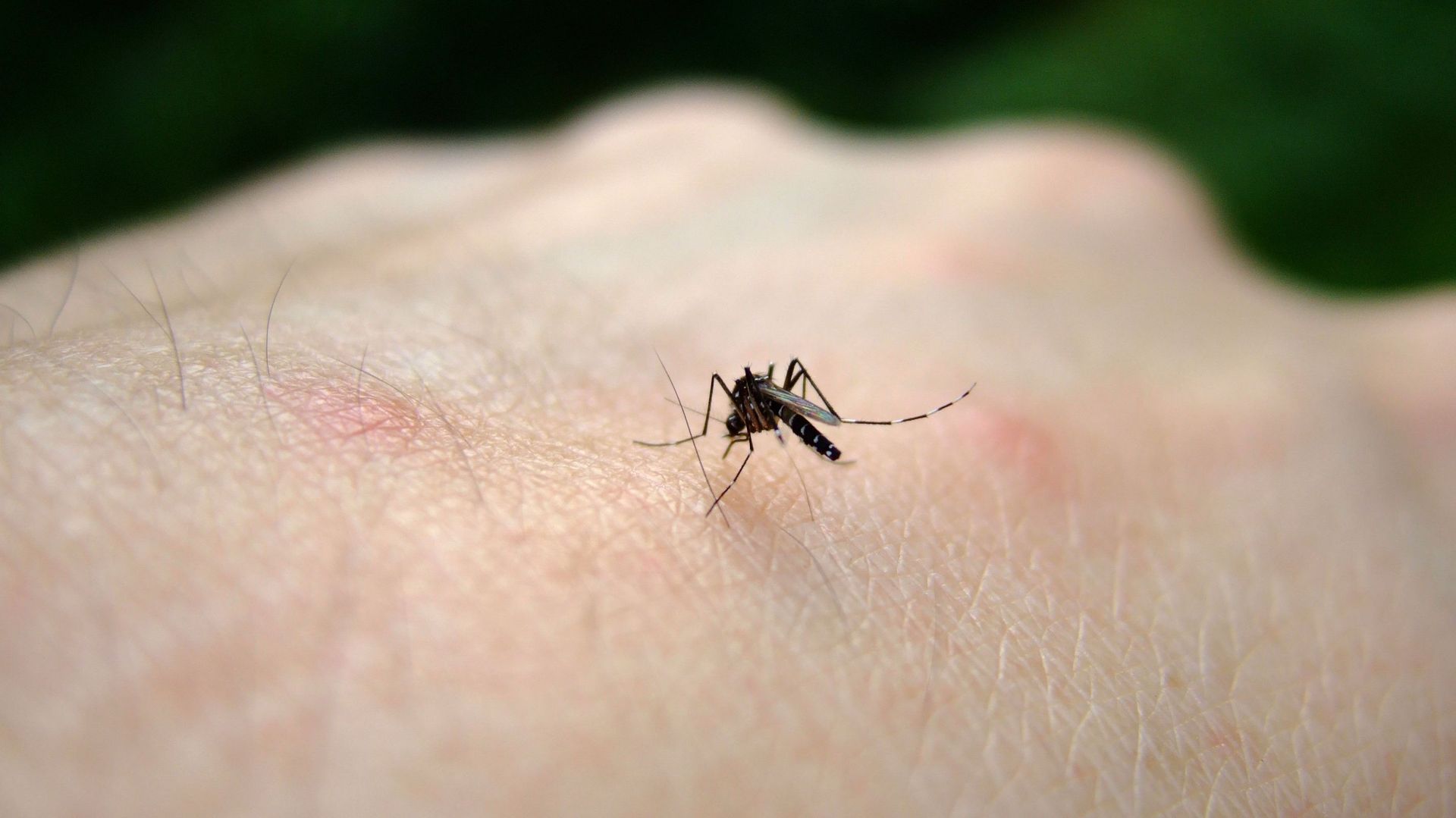 Cinq cas humains suspects du virus du Nil occidental signalés en Flandre