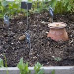 Comment économiser l'eau au jardin sans nuire aux plantes en pleine sécheresse en Belgique
