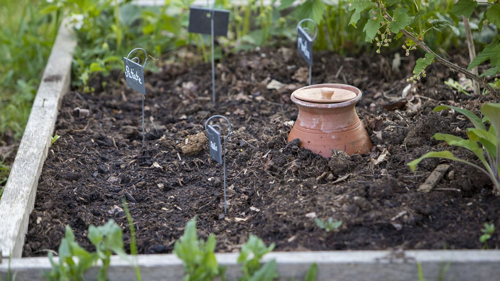 Comment économiser l'eau au jardin sans nuire aux plantes en pleine sécheresse en Belgique