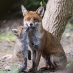 Comprendre les animaux nuisibles en Belgique : rôle écologique et statut réglementaire