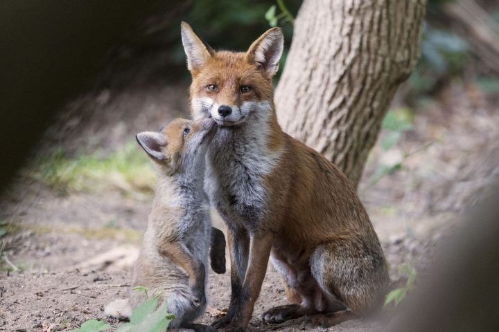 Comprendre les animaux nuisibles en Belgique : rôle écologique et statut réglementaire