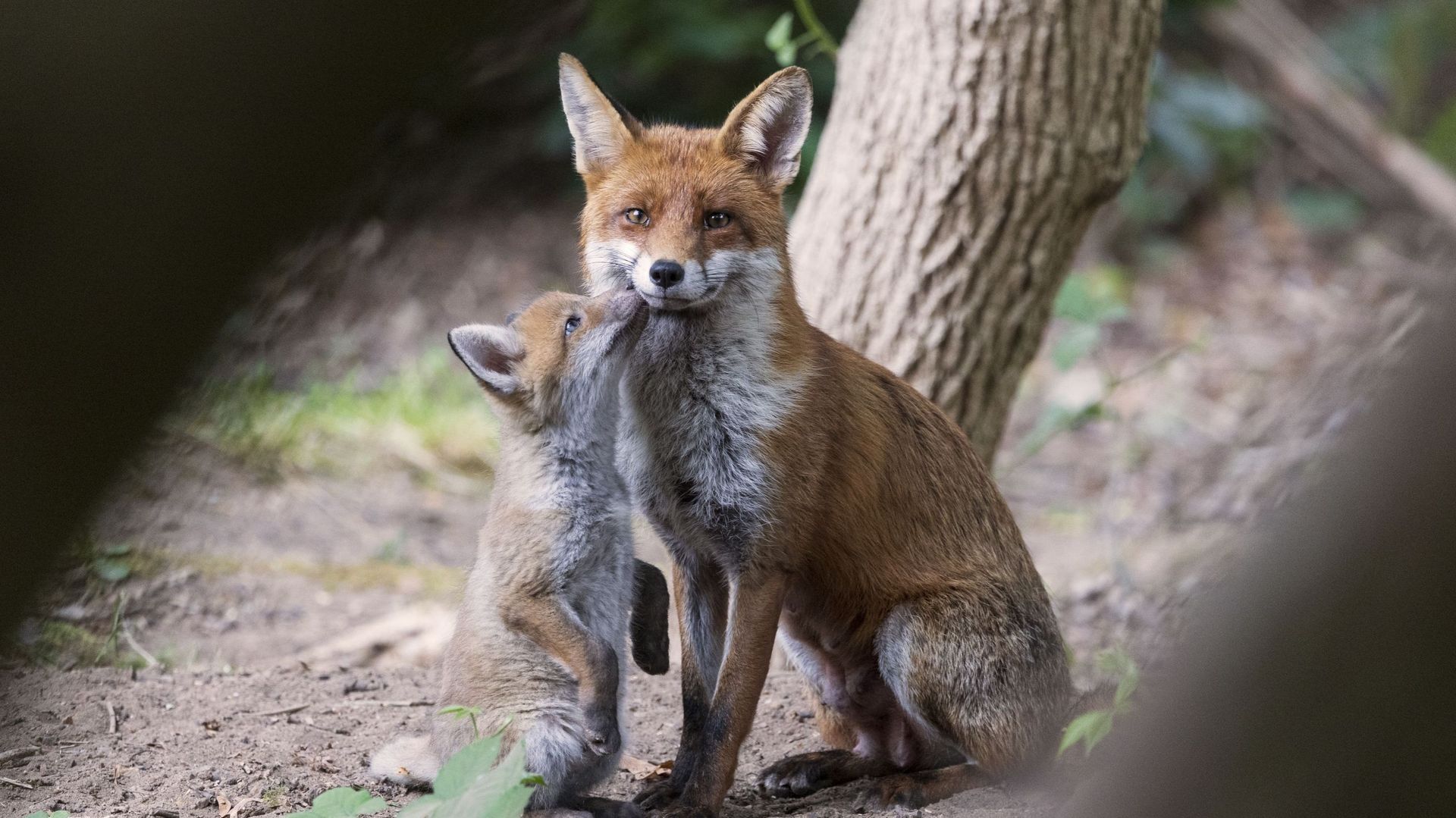 Comprendre les animaux nuisibles en Belgique : rôle écologique et statut réglementaire
