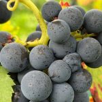 Découverte de Villers-la-Vigne : un vignoble unique au cœur des ruines de l'abbaye en Belgique