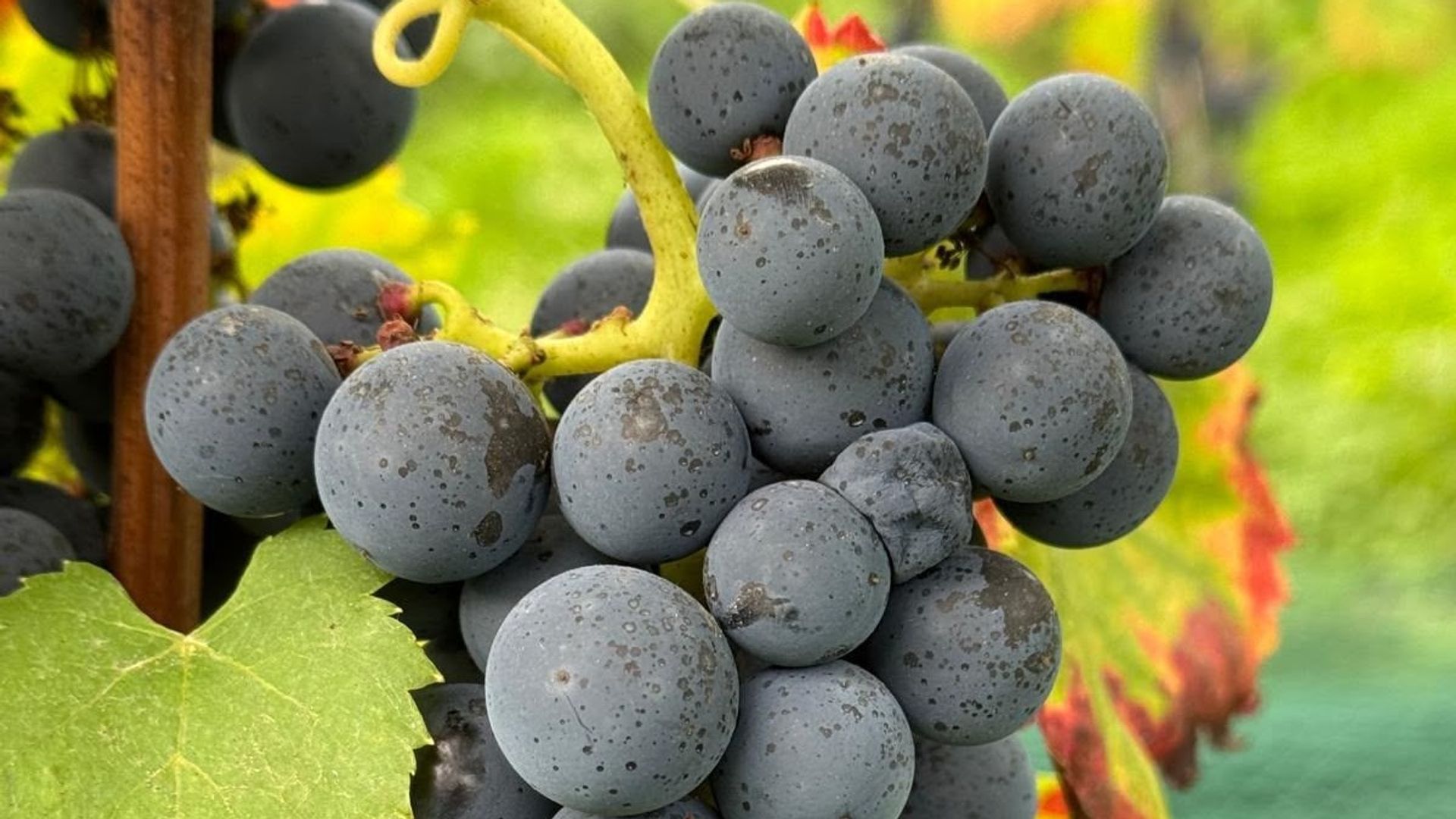 Découverte de Villers-la-Vigne : un vignoble unique au cœur des ruines de l'abbaye en Belgique