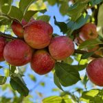 Des agriculteurs belges lancent une nouvelle variété de pomme riche en sucre et résistante aux maladies