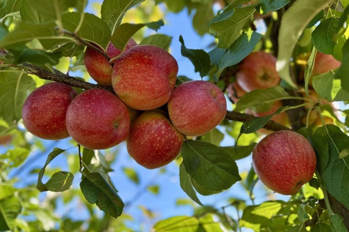 Des agriculteurs belges lancent une nouvelle variété de pomme riche en sucre et résistante aux maladies