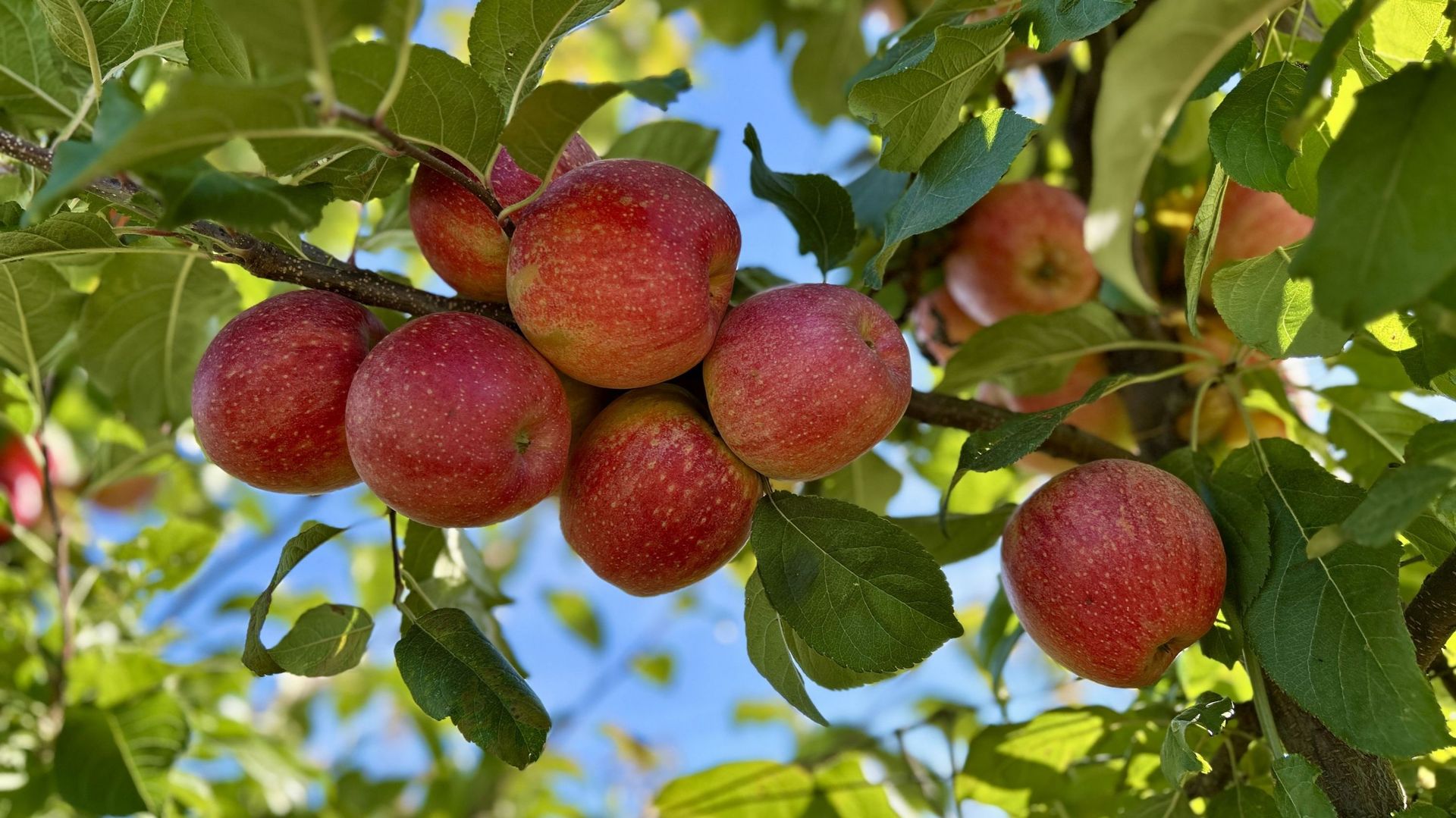 Des agriculteurs belges lancent une nouvelle variété de pomme riche en sucre et résistante aux maladies