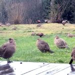 Des faisans et des canards morts retrouvés dans des jardins suscitent des interrogations en Wallonie