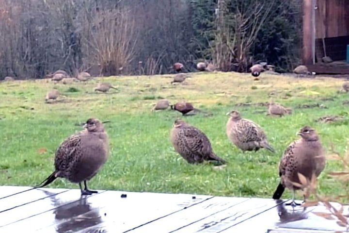 Des faisans et des canards morts retrouvés dans des jardins suscitent des interrogations en Wallonie