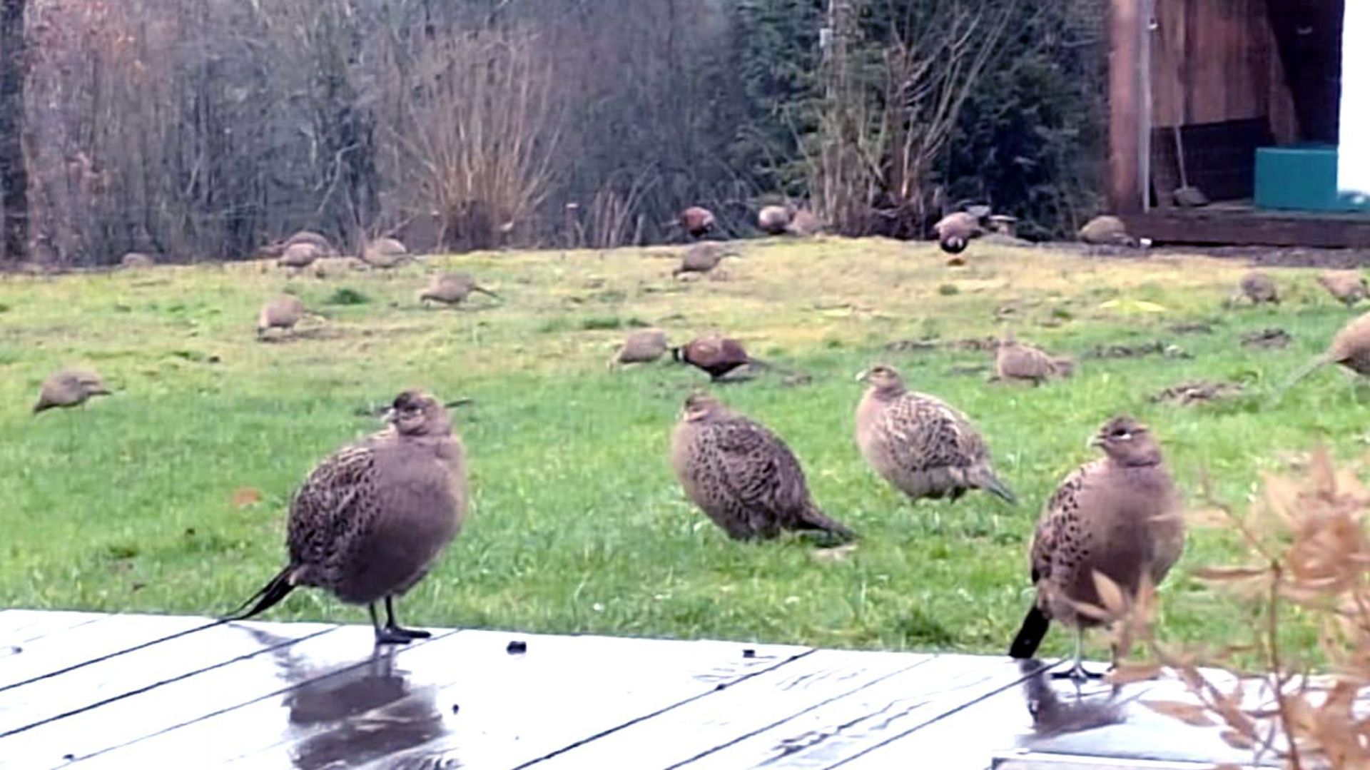 Des faisans et des canards morts retrouvés dans des jardins suscitent des interrogations en Wallonie