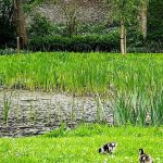 Des oiseaux morts retrouvés à Bruxelles, des tests pour le virus du Nil occidental en cours