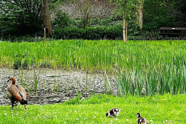Des oiseaux morts retrouvés à Bruxelles, des tests pour le virus du Nil occidental en cours