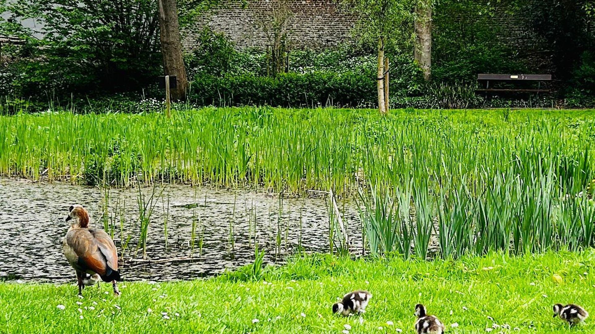 Des oiseaux morts retrouvés à Bruxelles, des tests pour le virus du Nil occidental en cours