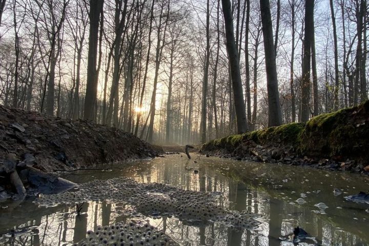 Événement de marche Adeps à Watermael-Boitsfort le 6 septembre avec des parcours pittoresques