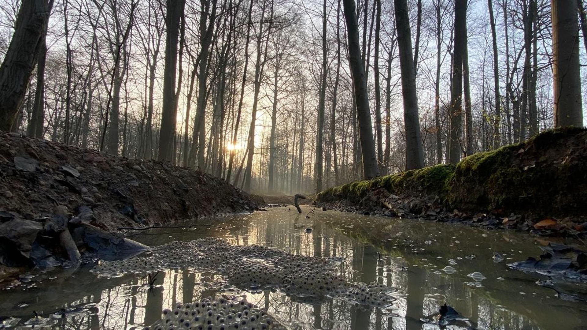 Événement de marche Adeps à Watermael-Boitsfort le 6 septembre avec des parcours pittoresques