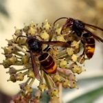 La chaleur estivale et la sécheresse entraînent une diminution des pollinisateurs en Flandre