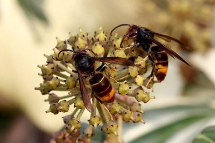 La chaleur estivale et la sécheresse entraînent une diminution des pollinisateurs en Flandre