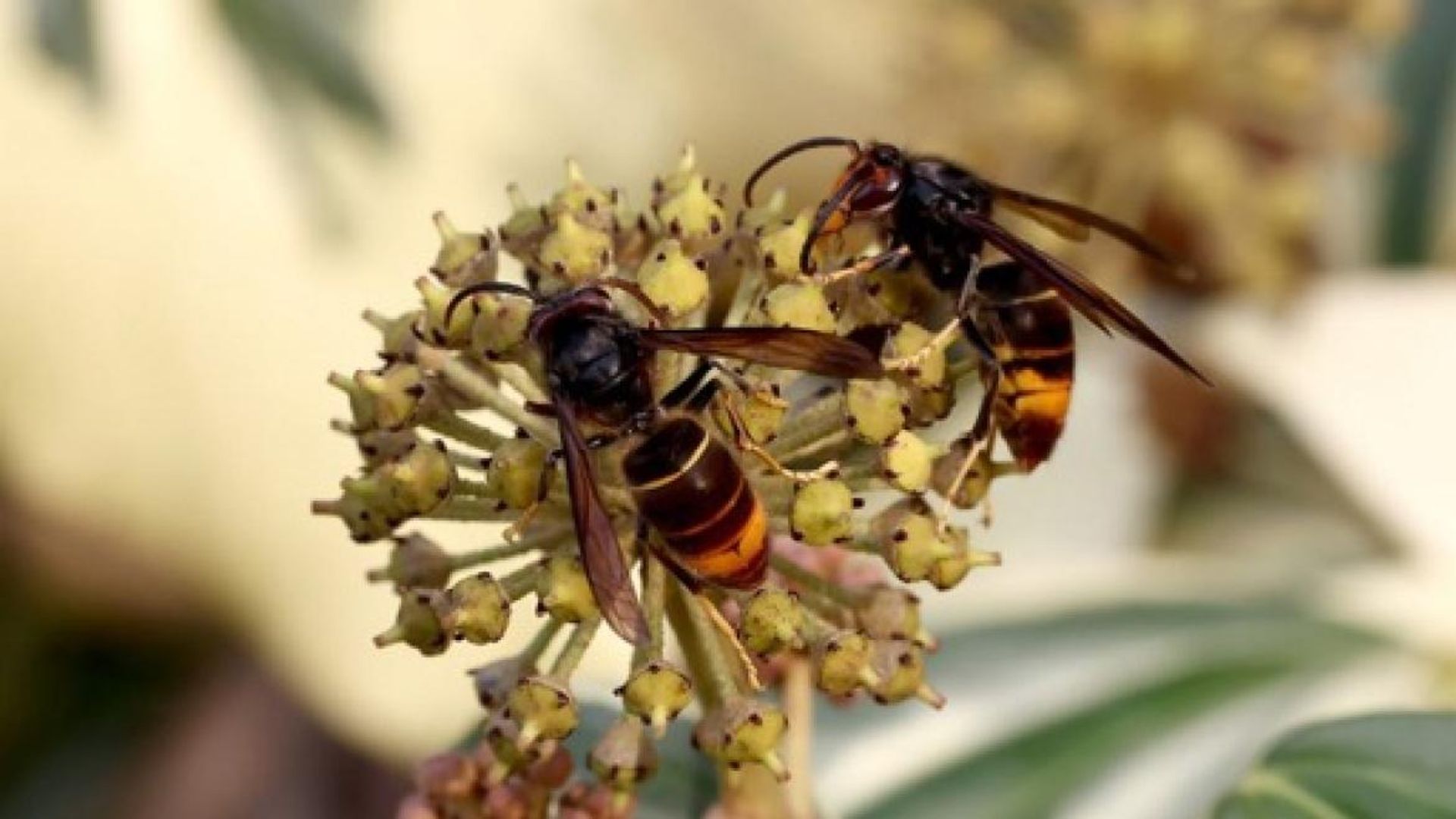 La chaleur estivale et la sécheresse entraînent une diminution des pollinisateurs en Flandre