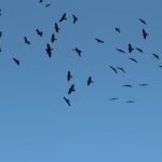La migration des oiseaux a débuté dans la réserve naturelle du Zwin en Belgique