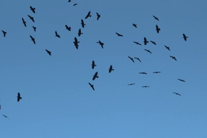 La migration des oiseaux a débuté dans la réserve naturelle du Zwin en Belgique