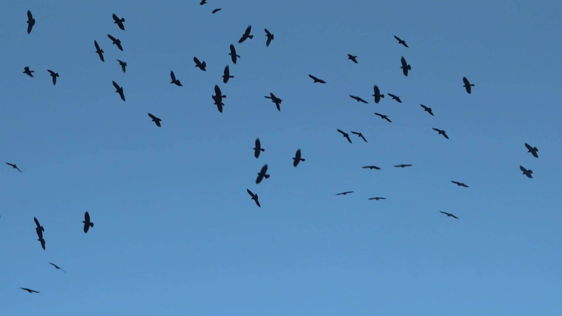 La migration des oiseaux a débuté dans la réserve naturelle du Zwin en Belgique