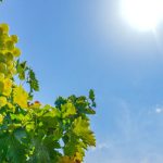 La production de vin en France réduite de moitié, la Champagne particulièrement touchée par les vagues de chaleur