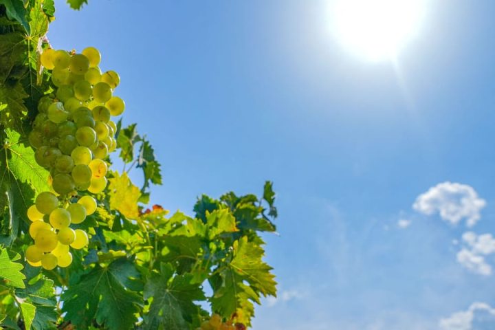 La production de vin en France réduite de moitié, la Champagne particulièrement touchée par les vagues de chaleur