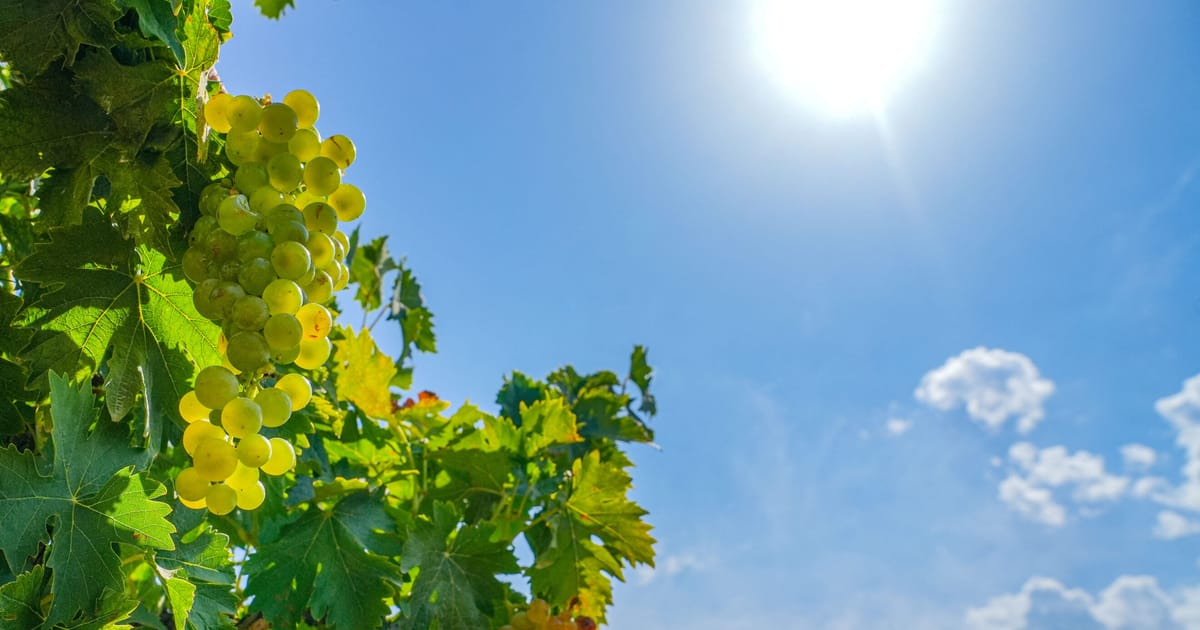 La production de vin en France réduite de moitié, la Champagne particulièrement touchée par les vagues de chaleur