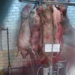 L'abattoir d'Ath interdit temporairement de traiter des animaux après une descente de police