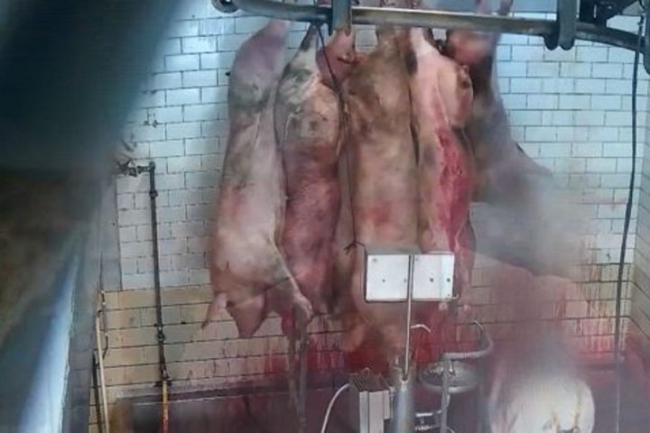 L'abattoir d'Ath interdit temporairement de traiter des animaux après une descente de police