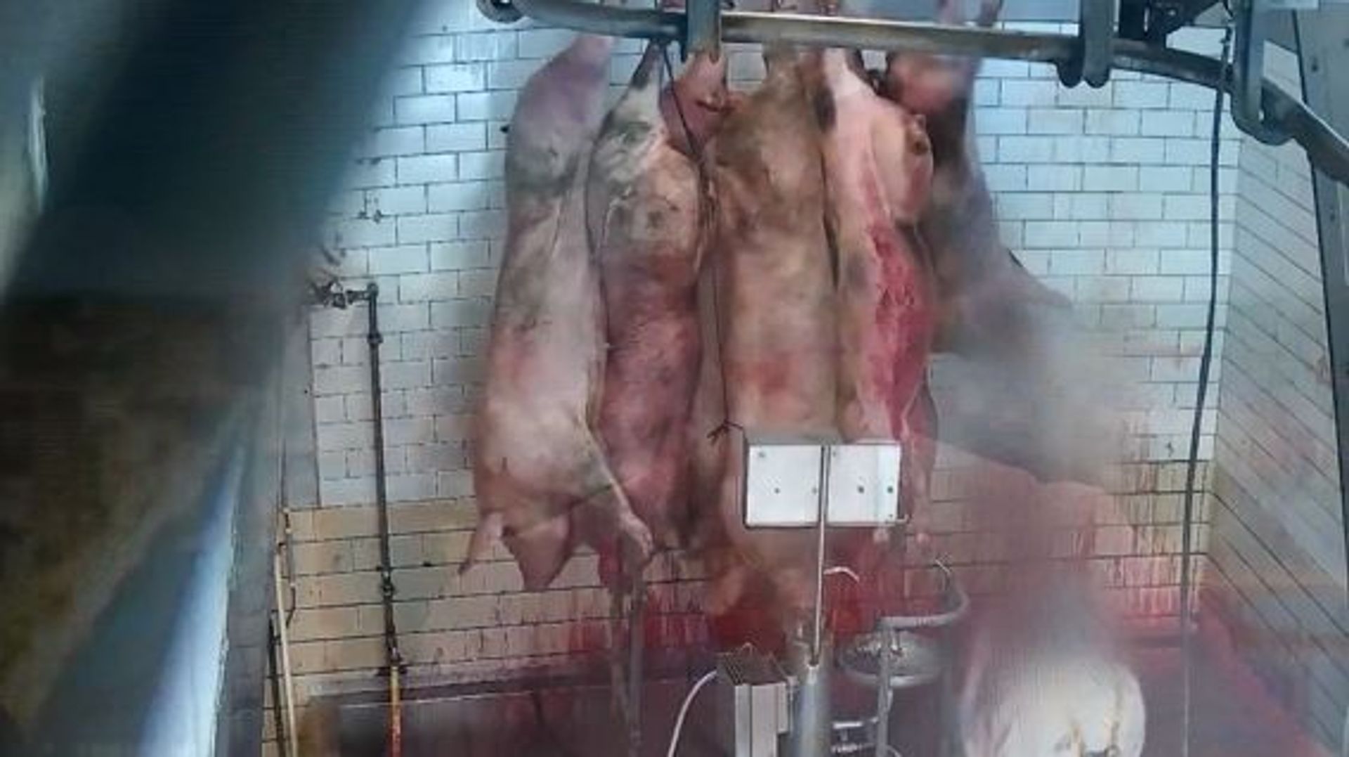 L'abattoir d'Ath interdit temporairement de traiter des animaux après une descente de police