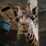L'arrivée de Kali, la girafe de Rothschild, à Pairi Daiza dans le cadre d'un programme de conservation européen