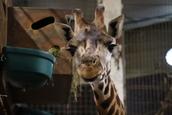 L'arrivée de Kali, la girafe de Rothschild, à Pairi Daiza dans le cadre d'un programme de conservation européen