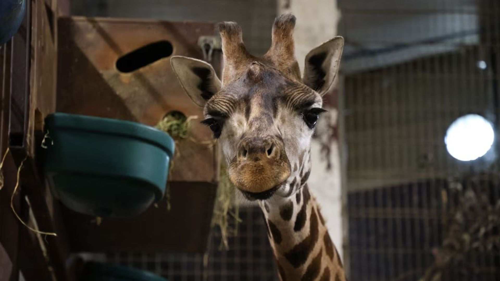 L'arrivée de Kali, la girafe de Rothschild, à Pairi Daiza dans le cadre d'un programme de conservation européen