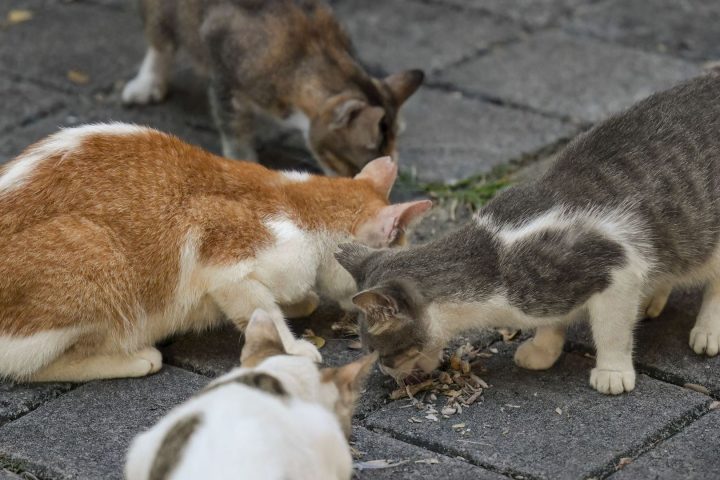 L'association Love Cats confrontée à une dette vétérinaire de 6 000 euros malgré ses efforts pour les chats errants