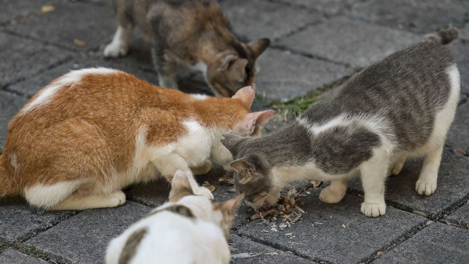 L'association Love Cats confrontée à une dette vétérinaire de 6 000 euros malgré ses efforts pour les chats errants