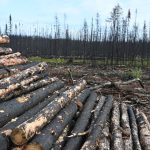 Le Canada demande des exemptions à la nouvelle réglementation de l'UE sur la déforestation.