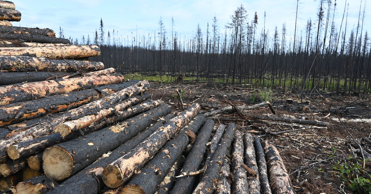 Le Canada demande des exemptions à la nouvelle réglementation de l'UE sur la déforestation.