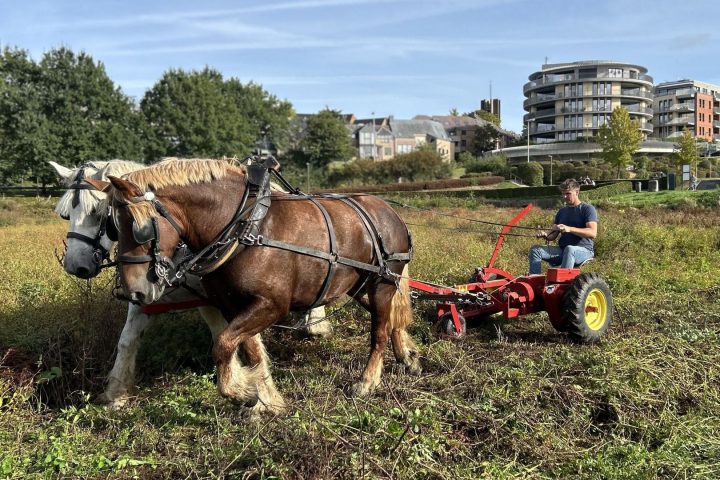 Le lac de Louvain-la-Neuve subit un drainage saisonnier pour favoriser la régénération écologique
