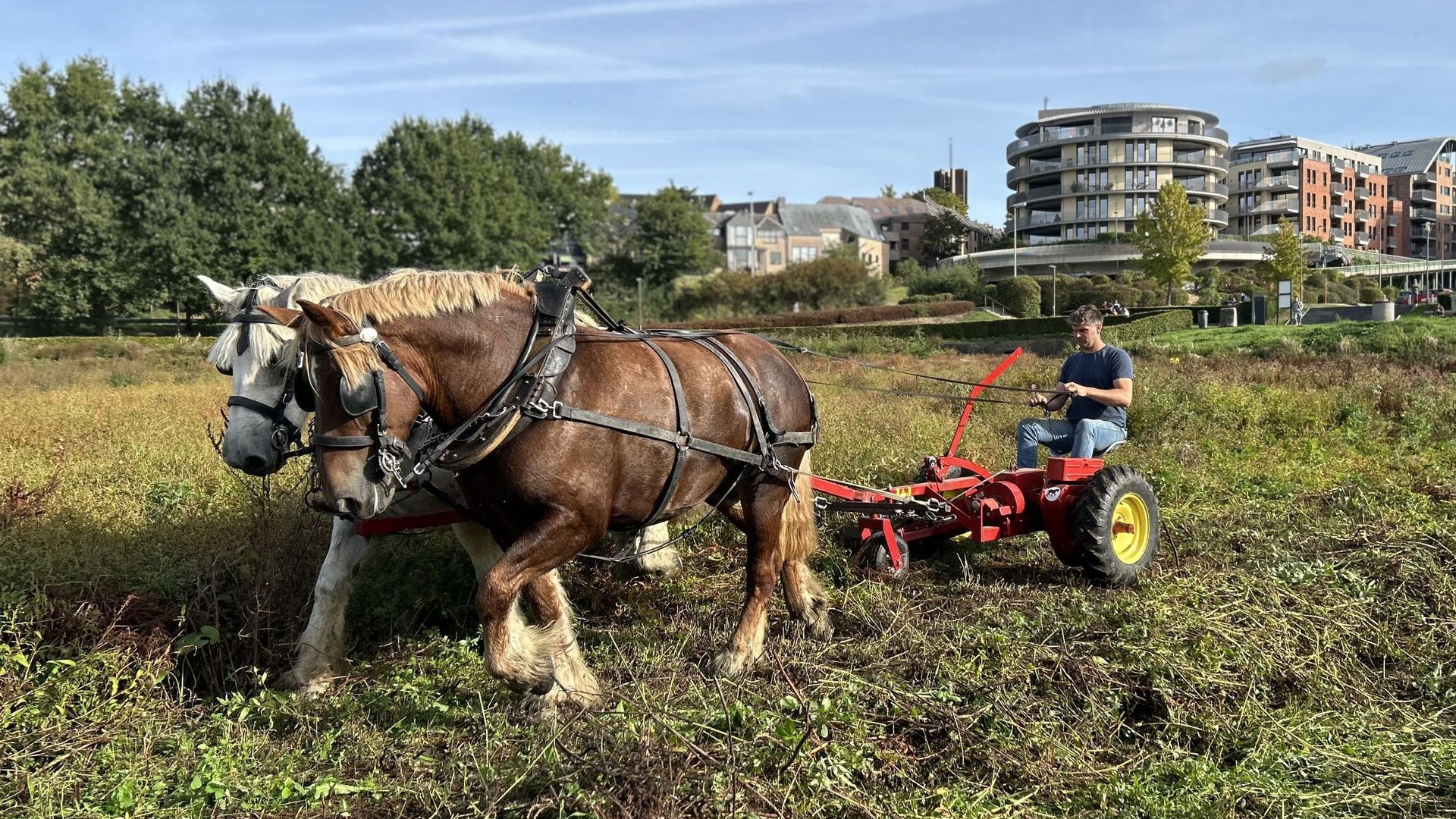 Le lac de Louvain-la-Neuve subit un drainage saisonnier pour favoriser la régénération écologique