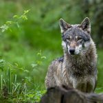 Le territoire des loups autour de Saint-Hubert s'étend avec une zone de présence permanente augmentée de plus de 10 000 hectares.