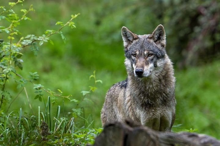 Le territoire des loups autour de Saint-Hubert s'étend avec une zone de présence permanente augmentée de plus de 10 000 hectares.